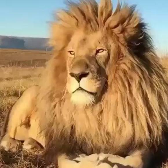 Meet your Posher, Joziah - Picture 1 of 1